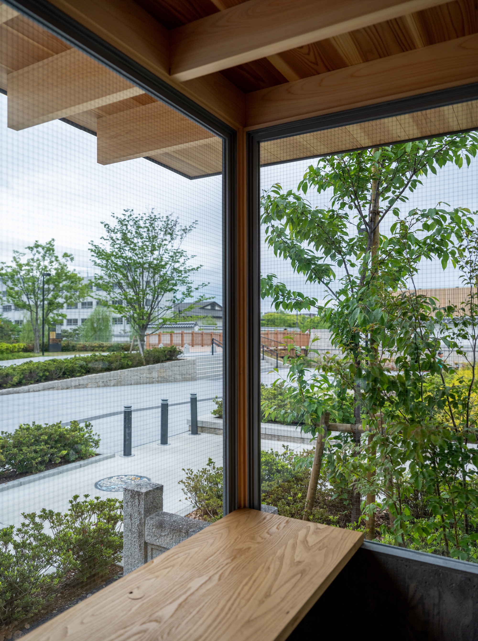 Corner window seen from the counter, with a young tree and low shrubs outside and cedar beams overhead in soft daylight