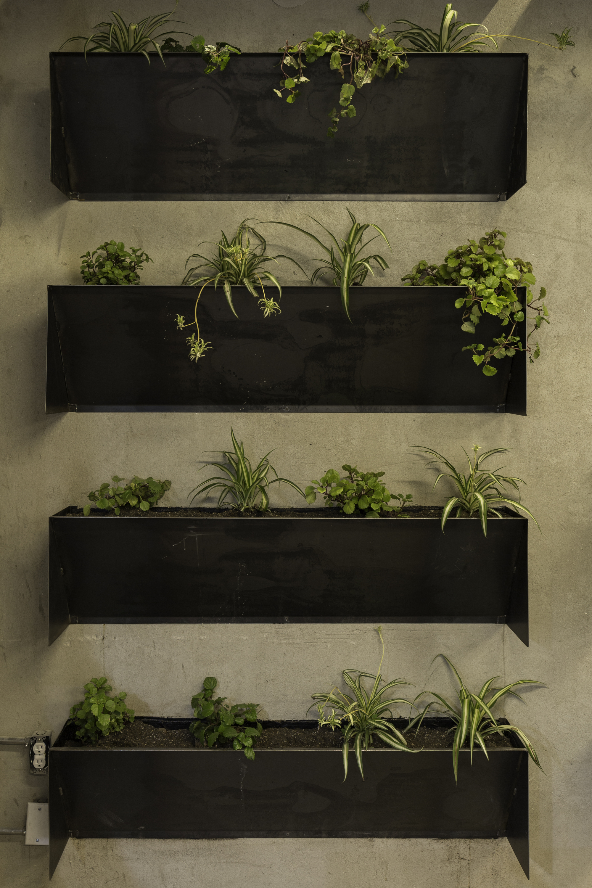 Four black steel planters stacked on a raw concrete wall, holding trailing vines and spider plants in soft side light