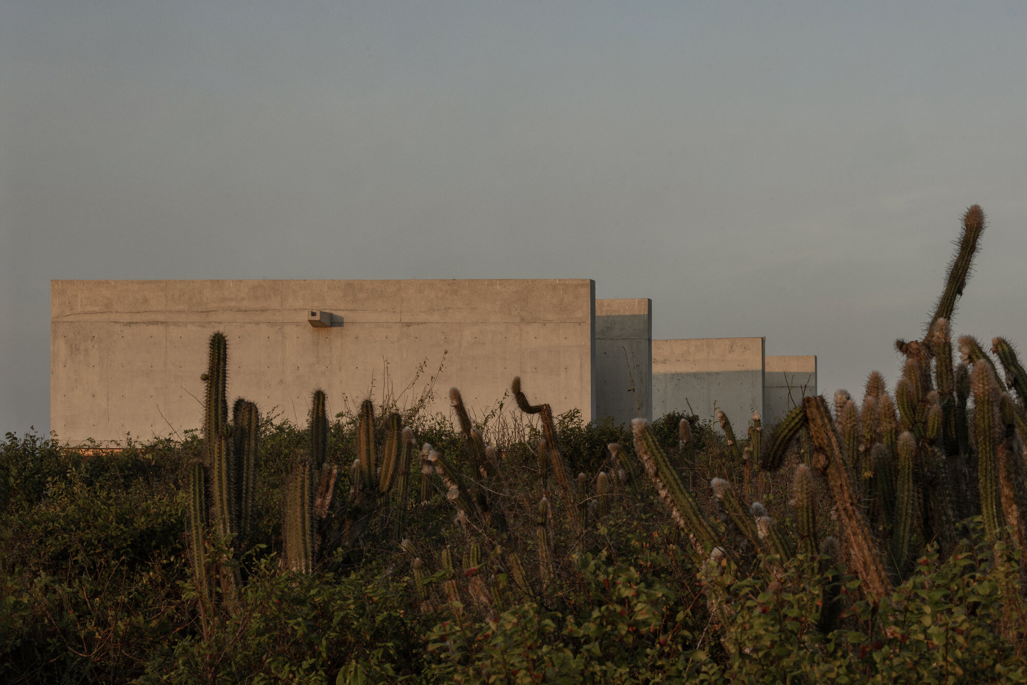 Stepped concrete walls of differing heights seen behind tall columnar cacti and shrubs under a dusky grey sky