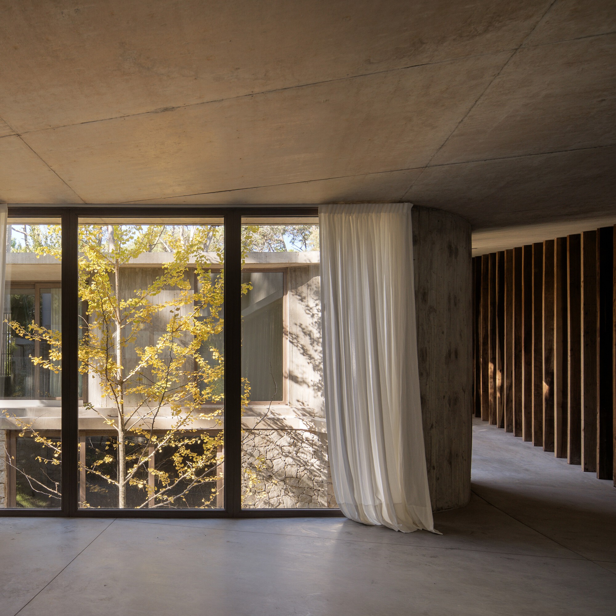 Interior room with a white curtain beside a round concrete column, floor-to-ceiling glass framing a yellow-leaved tree in the courtyard