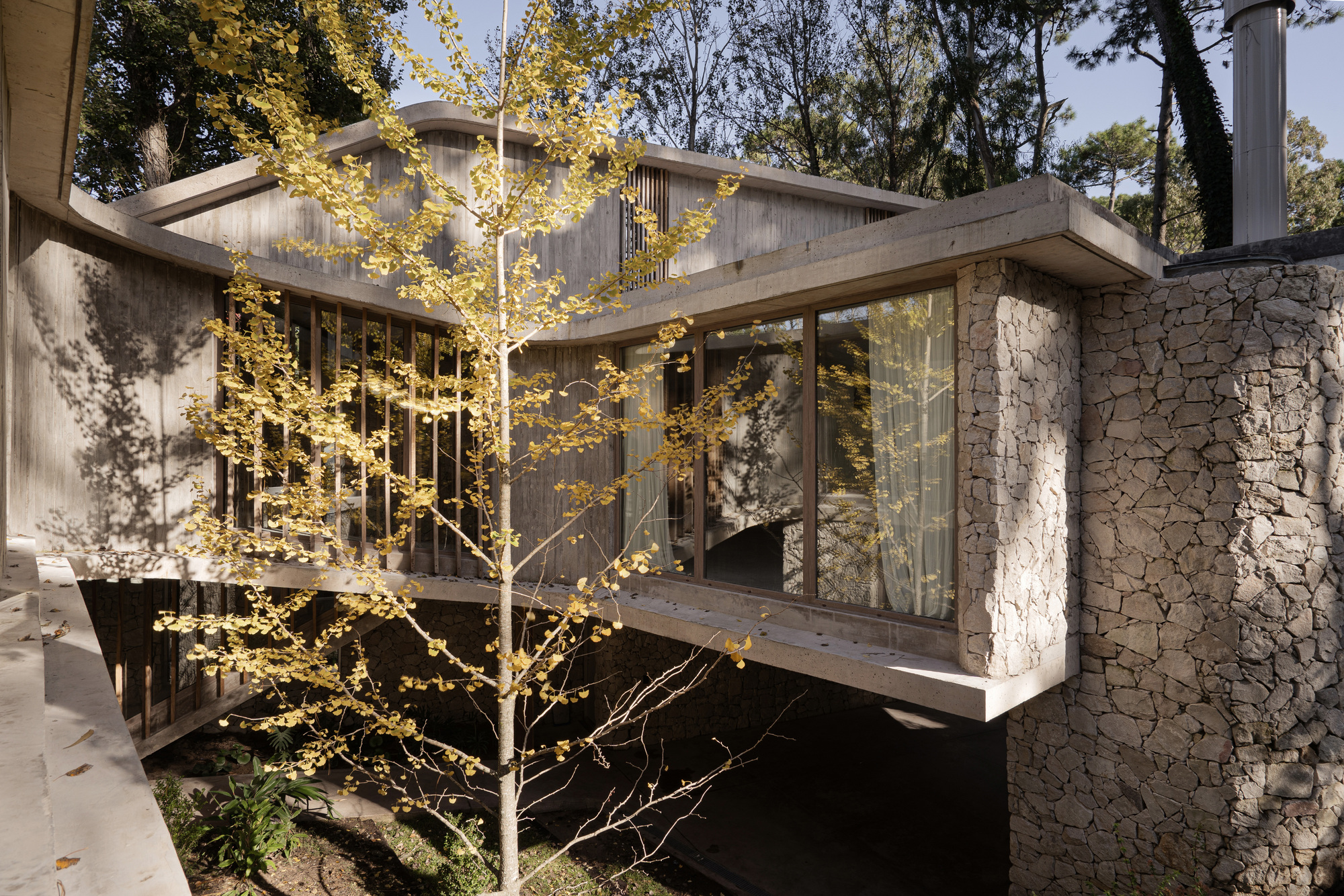 Cantilevered board-formed concrete volume with glazed bedroom beside a rubble stone wall, a yellow-leaved ginkgo in the foreground in autumn light