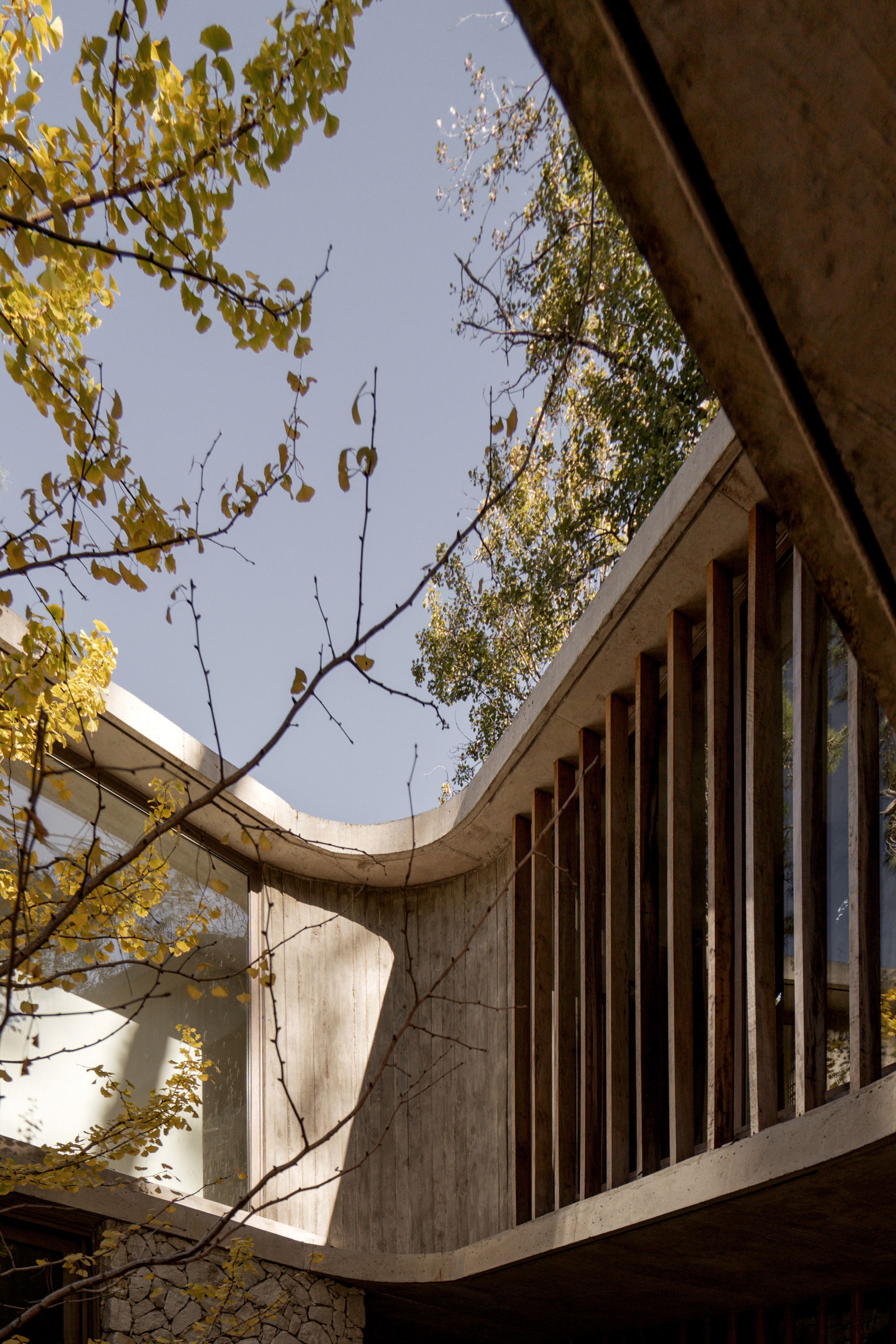 Looking up at the curved concrete roof edge and vertical timber fins, with ginkgo branches against a clear sky