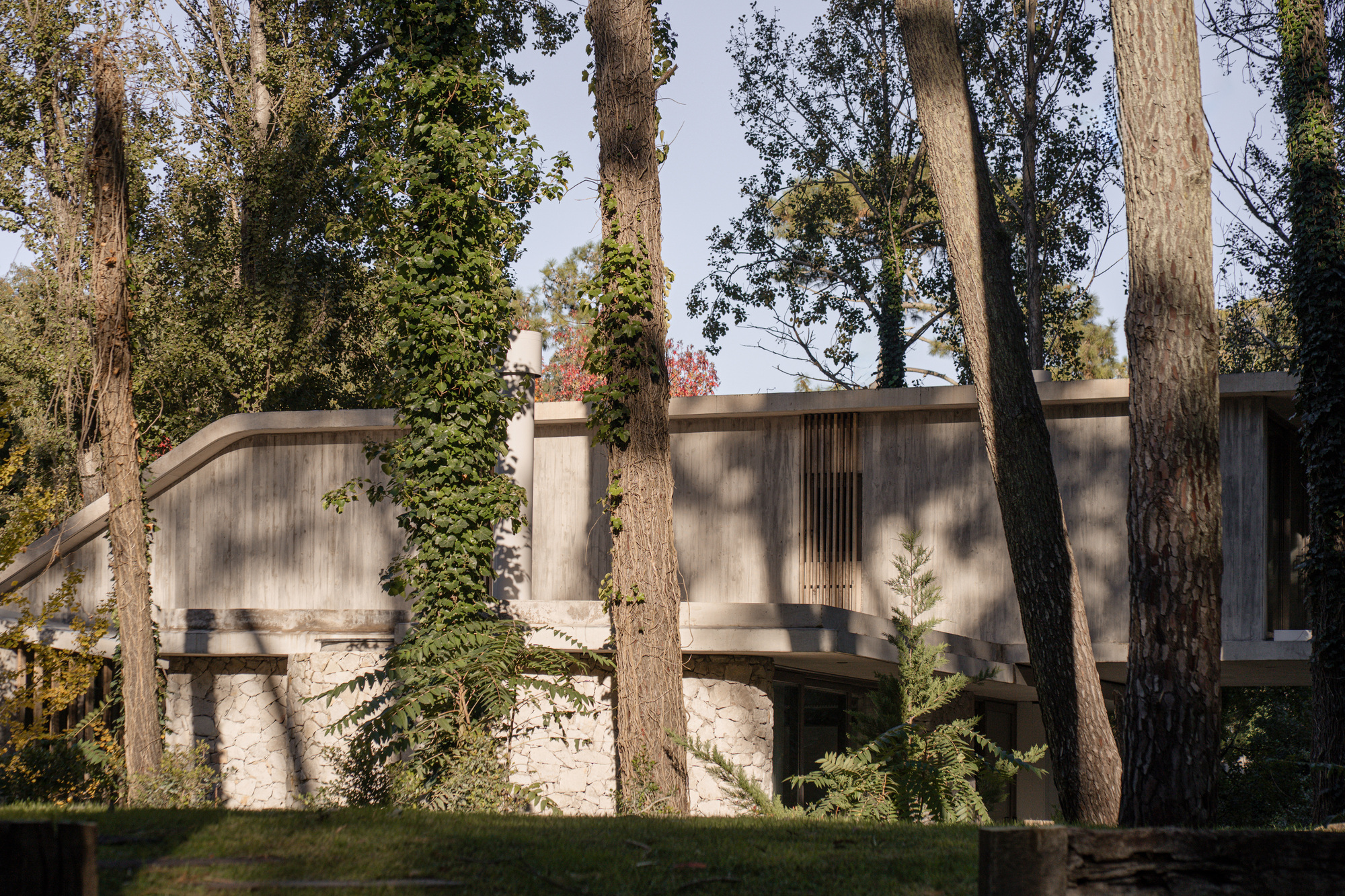 Curved concrete house on a stone base seen between ivy-covered pine trunks, with long shadows across the lawn