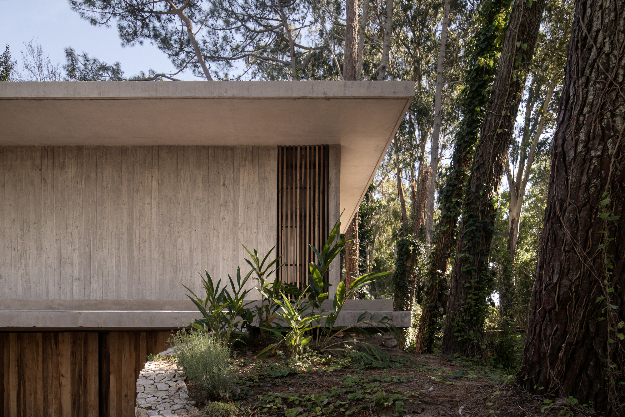 Close view of the concrete cantilevered roof, timber slat screen and wood-clad base, with tropical plants and ivy-wrapped pine trunks beside it