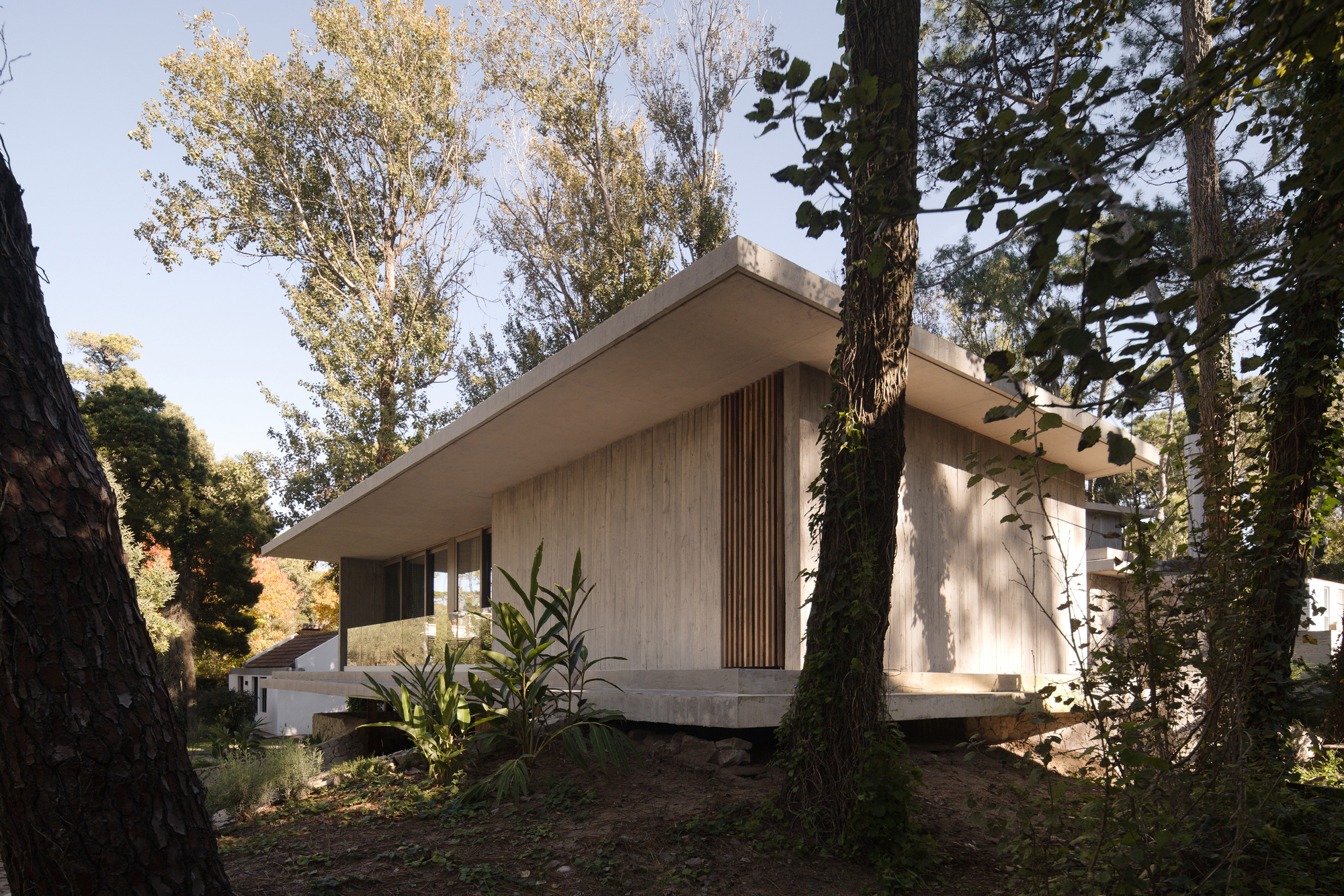 Board-formed concrete house with a cantilevered flat roof and timber slat panel, framed by tree trunks under a clear blue sky
