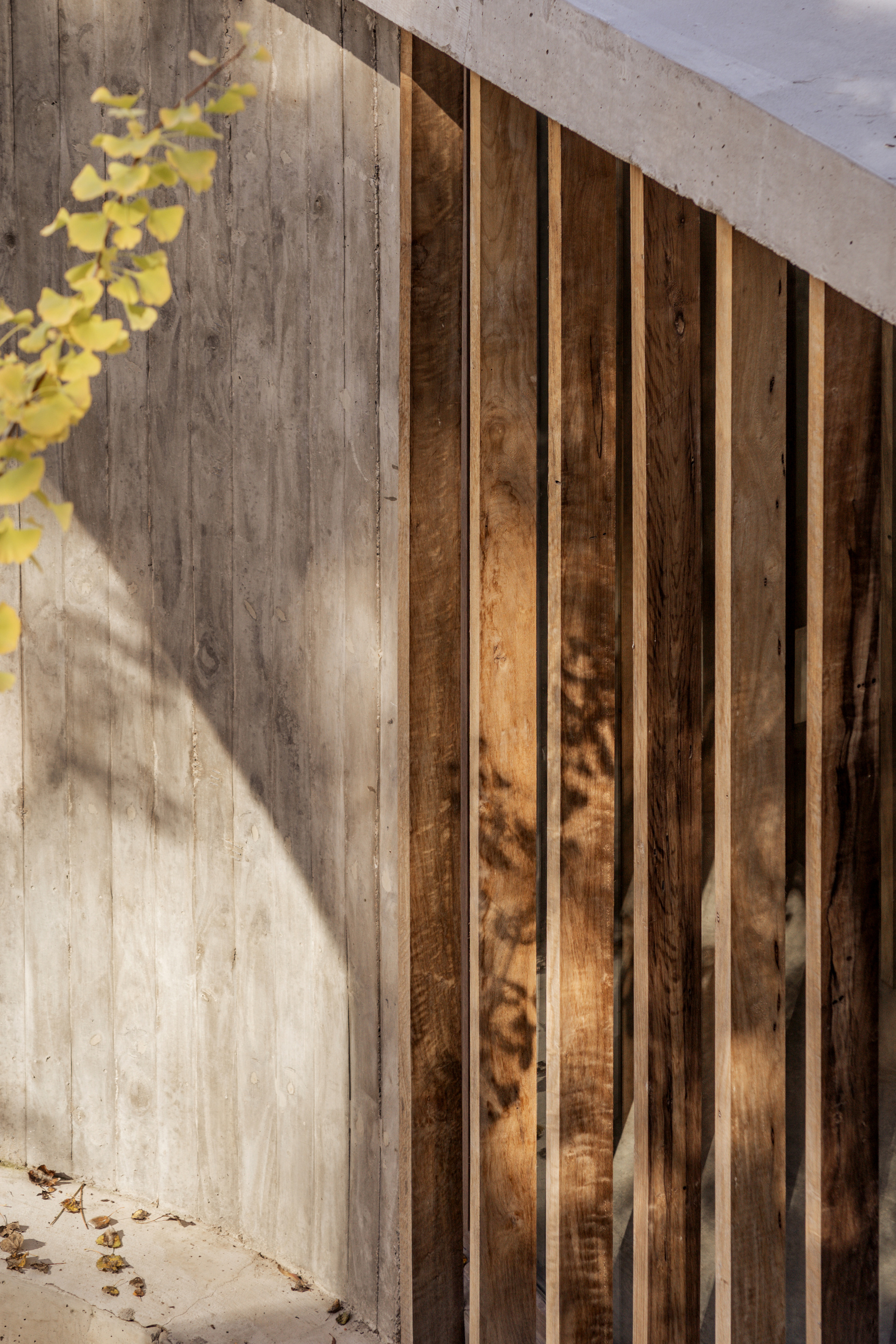 Close-up of board-marked concrete wall meeting vertical weathered timber slats, with ginkgo leaves and dappled shadow in afternoon sun