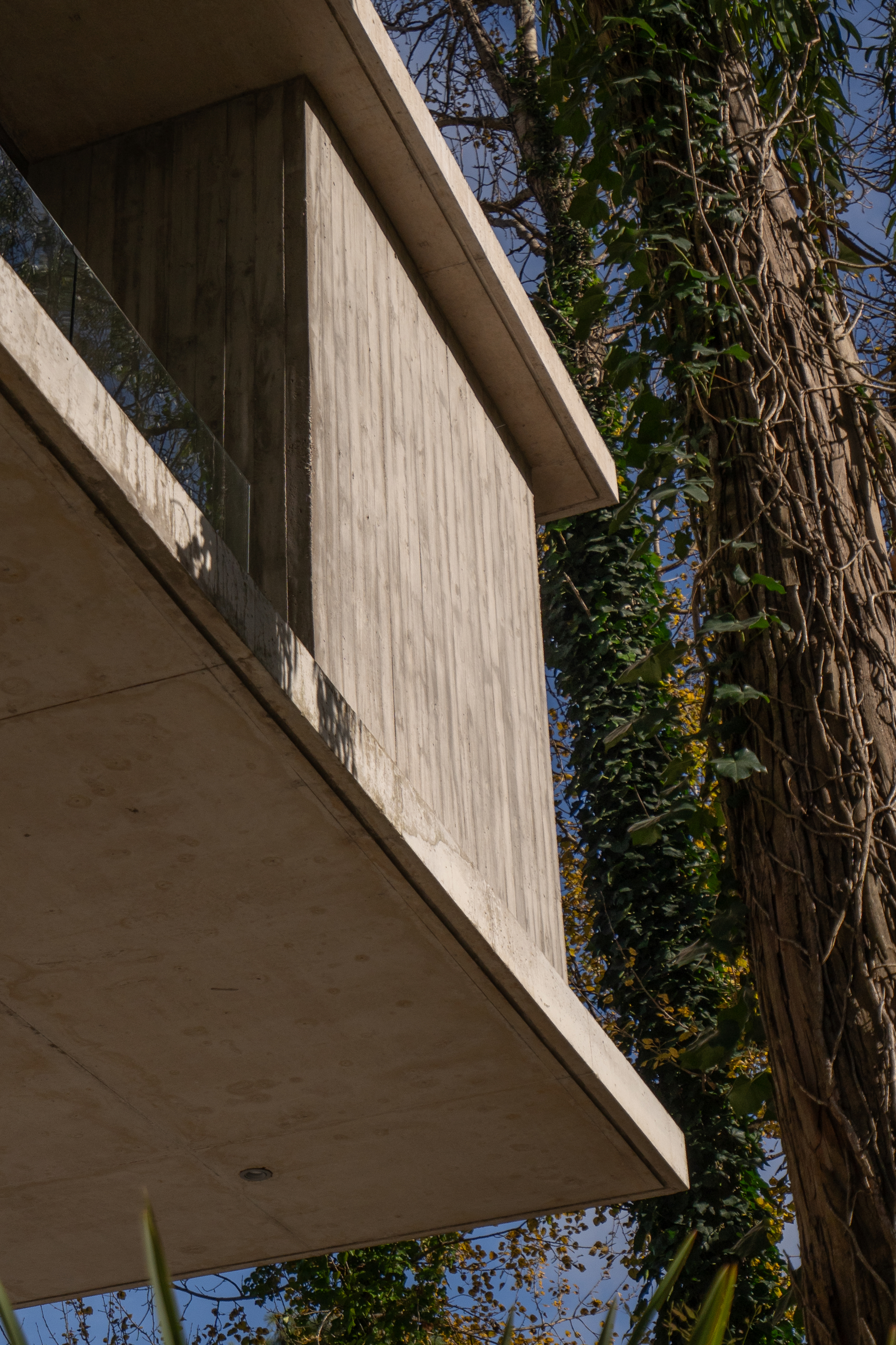 Upward view of a board-marked concrete volume with a cantilevered slab and glass balustrade beside an ivy-covered trunk