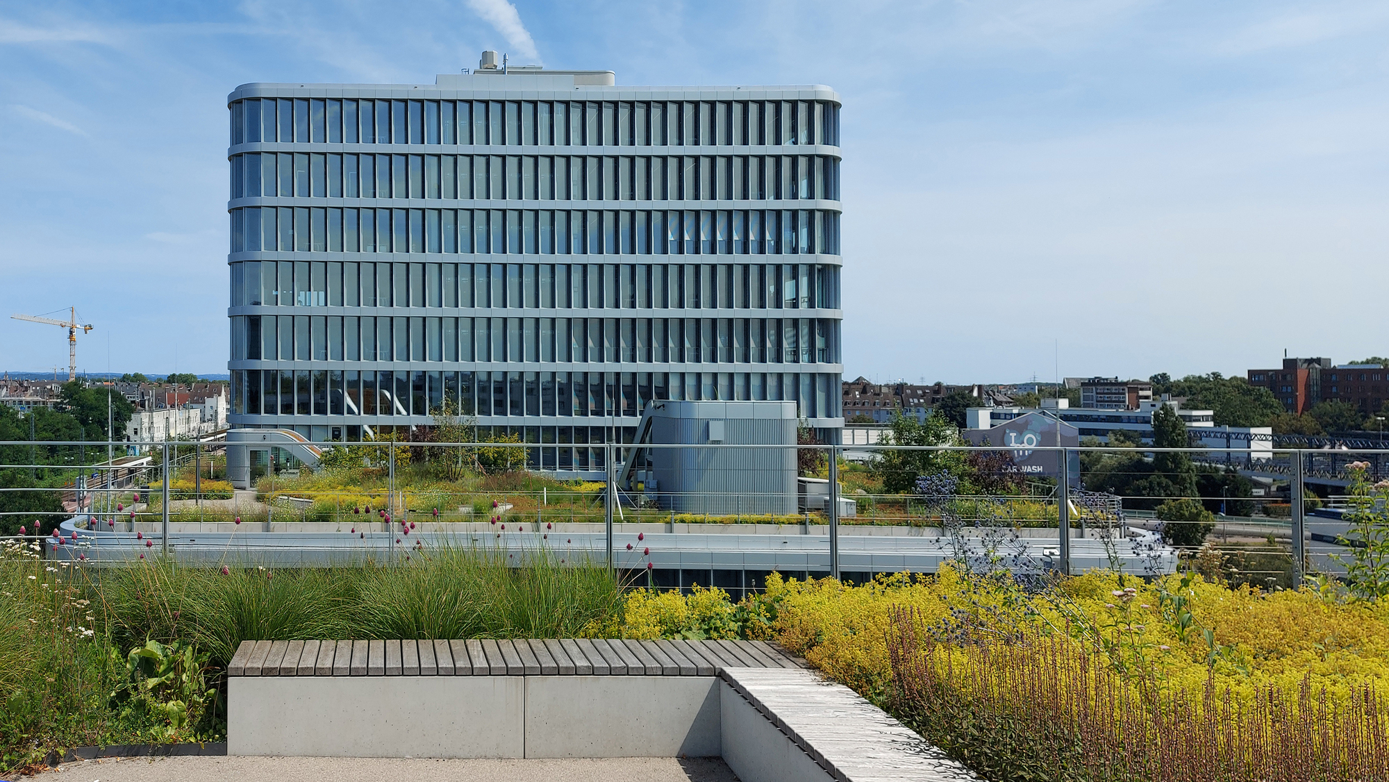 Office tower seen across a rooftop meadow of yellow flowering perennials and grasses, with a concrete bench in the foreground