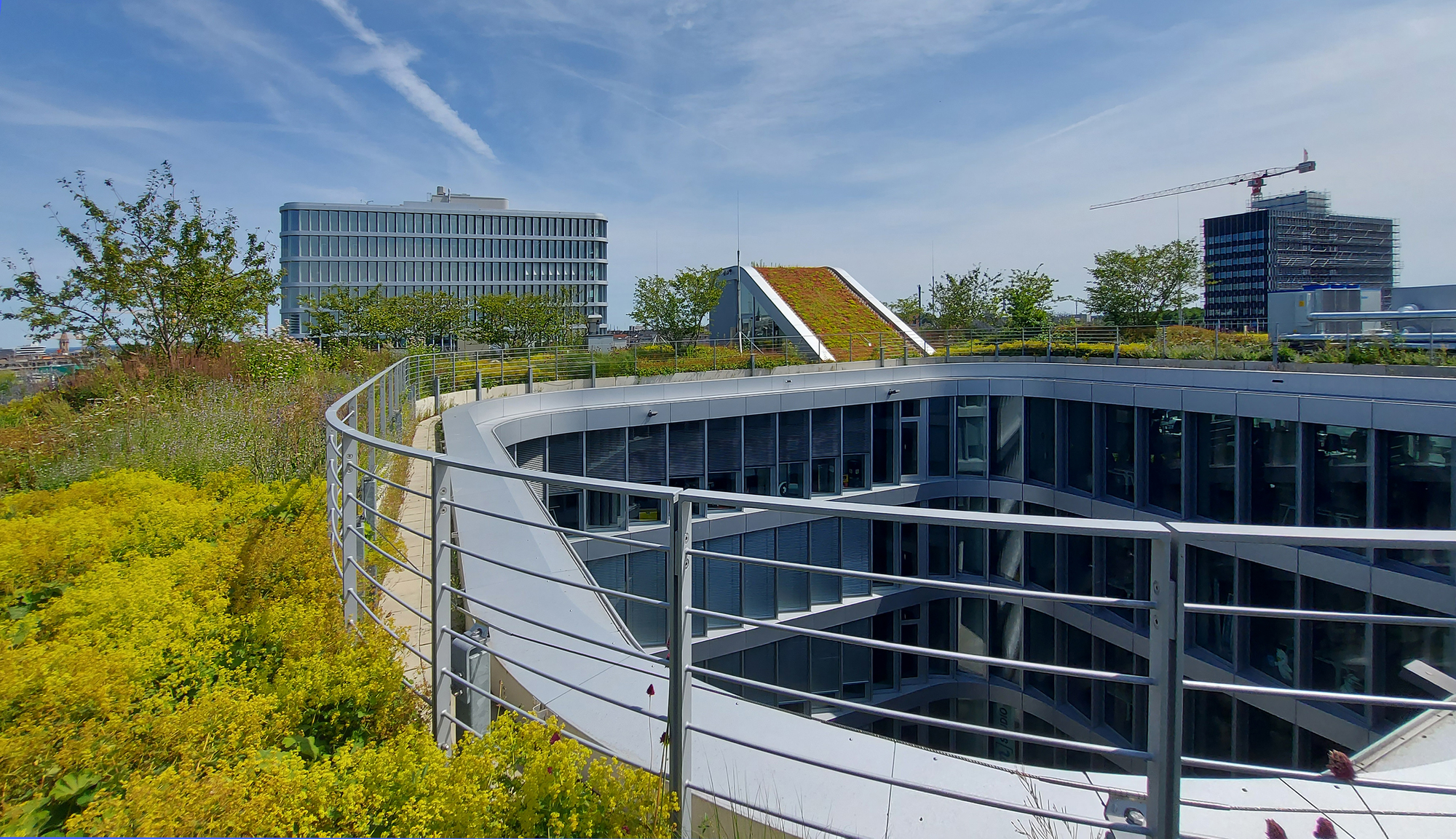 Rooftop garden of yellow-green sedum and grasses beside a curved railing overlooking a circular void, with a crane behind