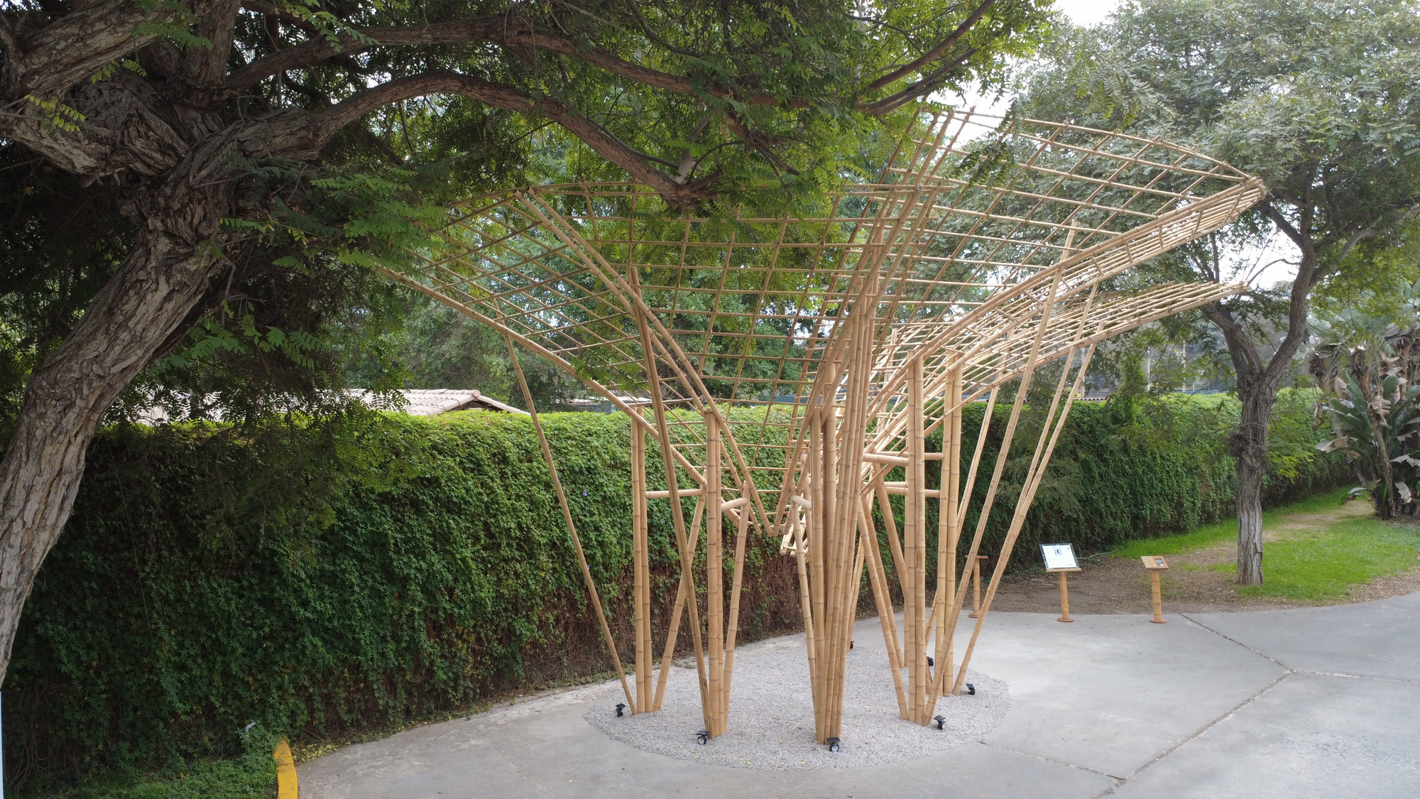 Bamboo lattice canopy flaring from clustered poles on a gravel base beside a clipped hedge, under hazy grey light