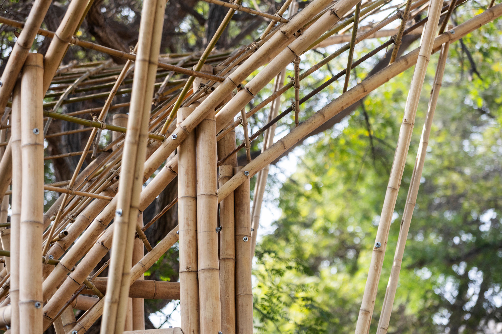 Close-up of bolted bamboo poles and lashed joints forming the canopy structure against blurred green foliage