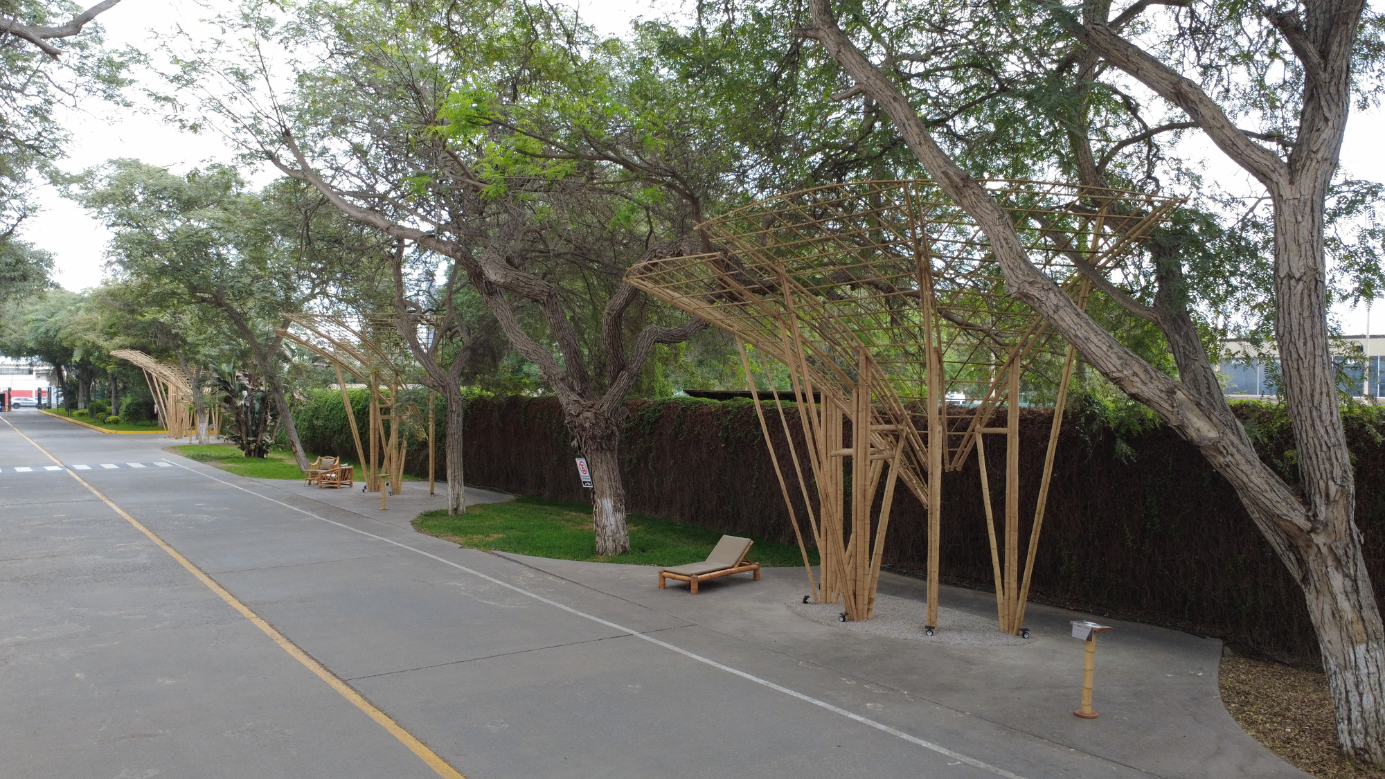 Roadside view of bamboo canopy frames beneath mature trees, with a wooden lounger on the lawn under overcast light