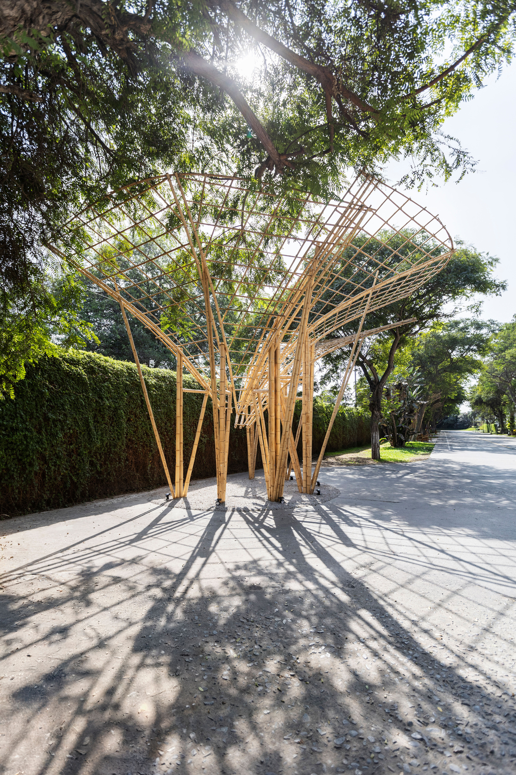 Bamboo canopy with a lattice top spreading from clustered poles, casting long tree shadows across the paved road in low sun