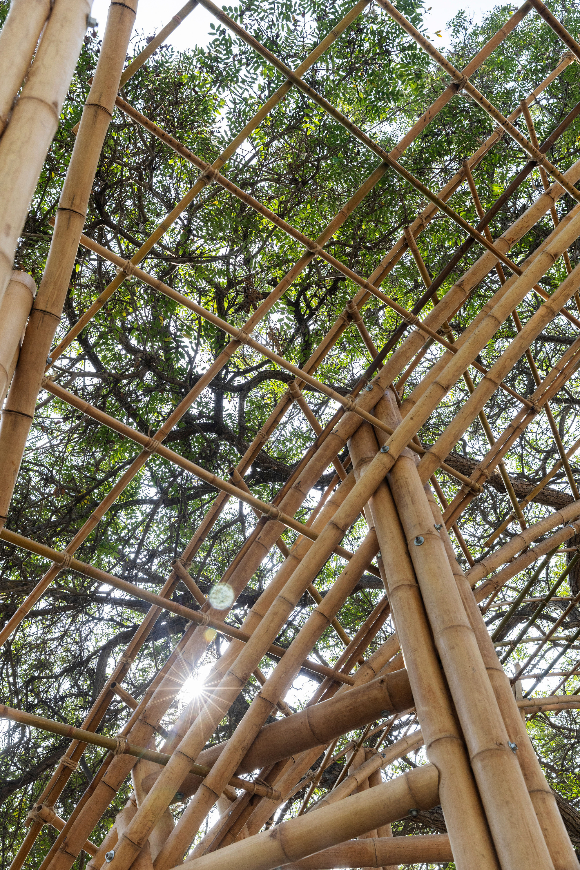 Upward view through lashed bamboo poles and crossing rods into a leafy tree canopy, with sun flaring between the culms