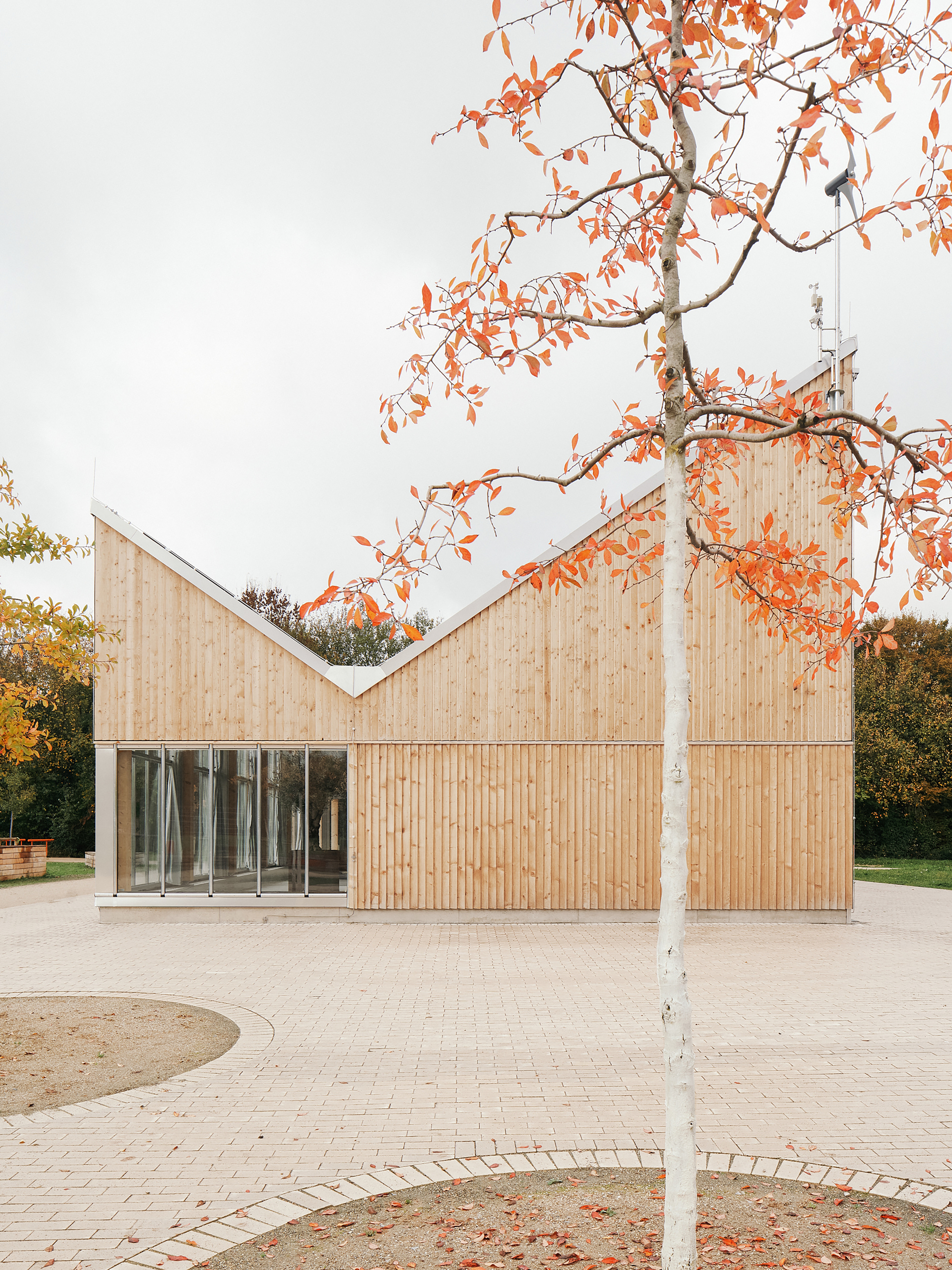 Timber-clad gable end seen behind an autumn-leafed birch tree on the entrance plaza