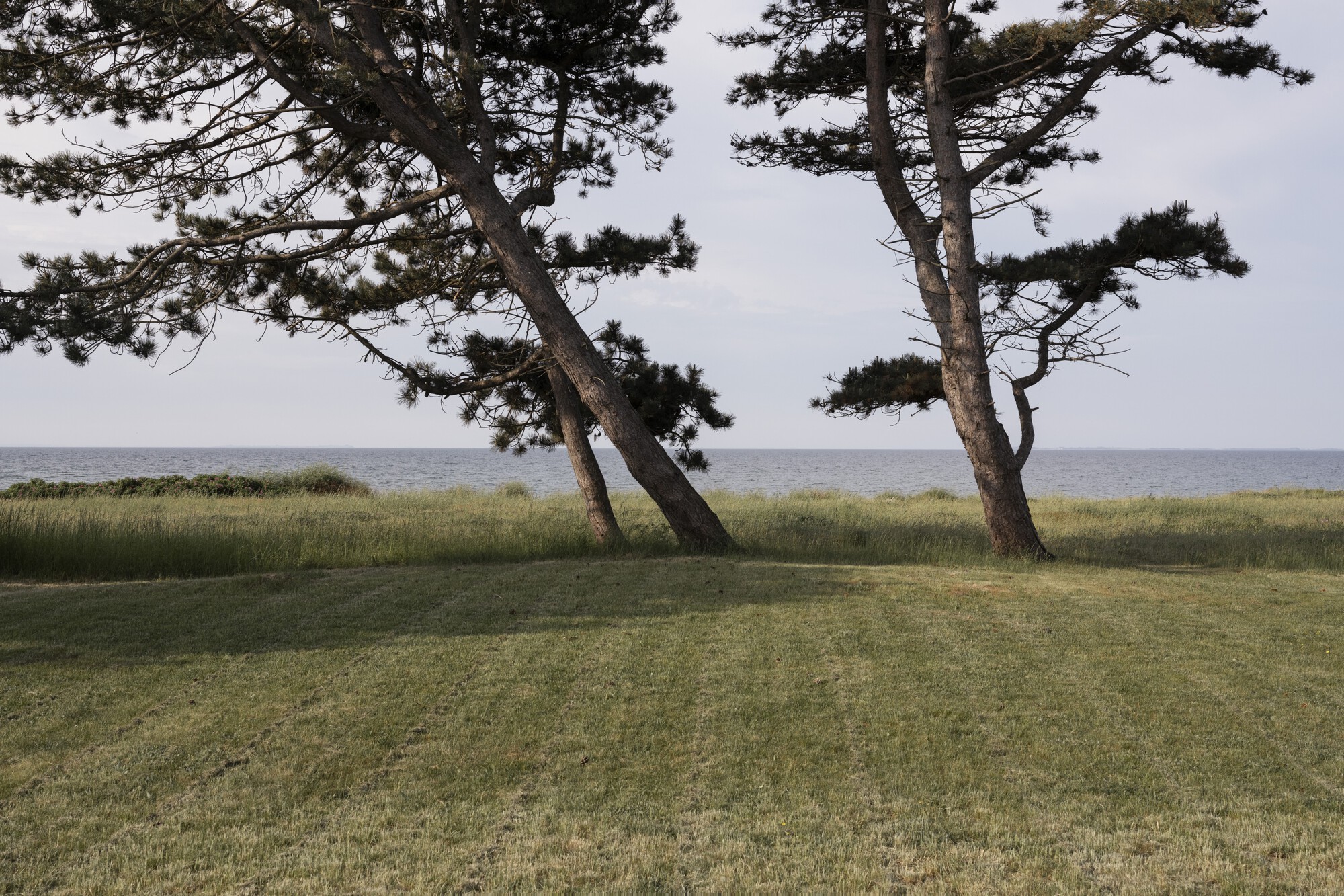 Two windswept pines in a coastal meadow with calm water visible beyond the grasses