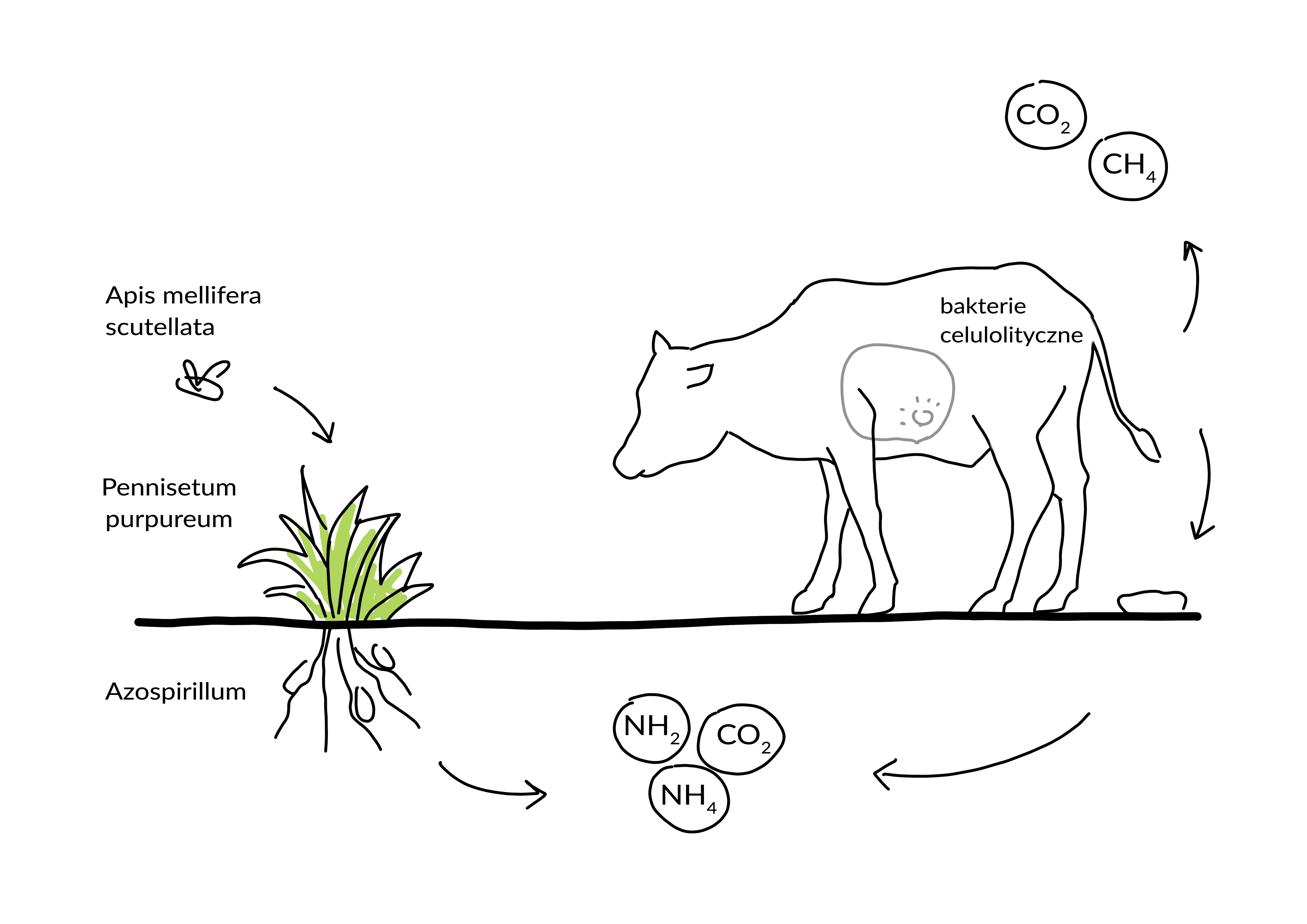 Relationships occurring in the ecosystem.