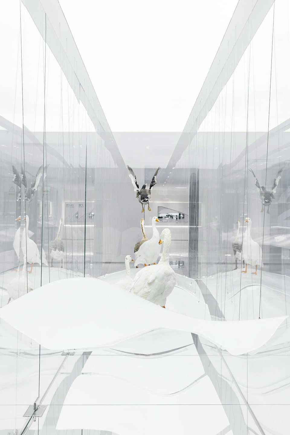 Details of the goose specimen ©Meng Qingwei, Xie Yilun, Wu Ruozheng